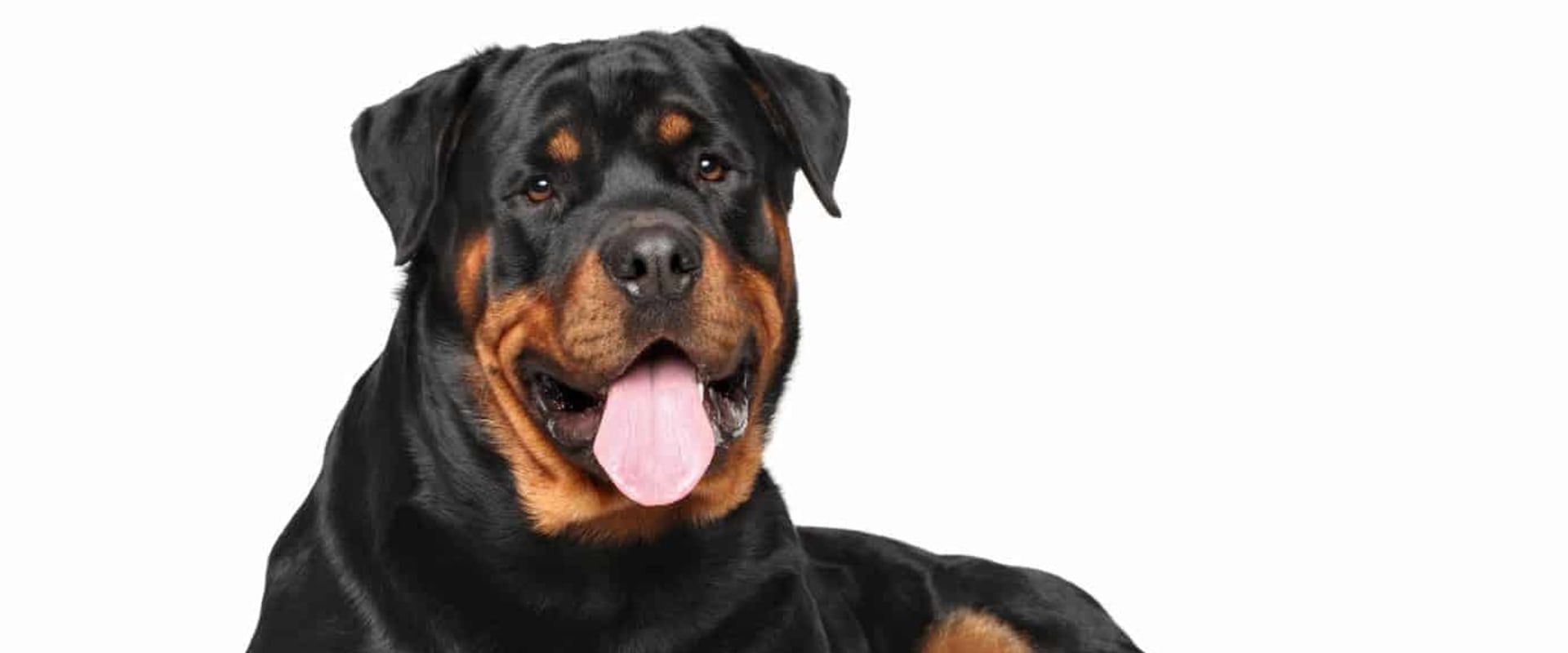 What are rottweiler known for?