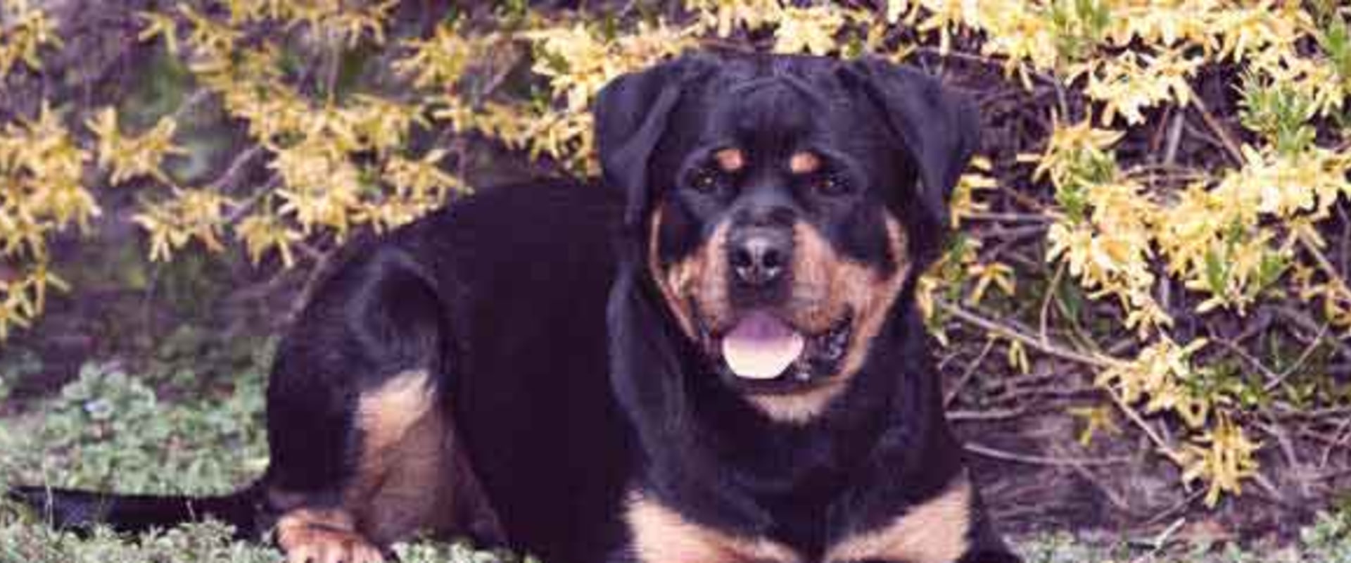 What foods are toxic to rottweilers?