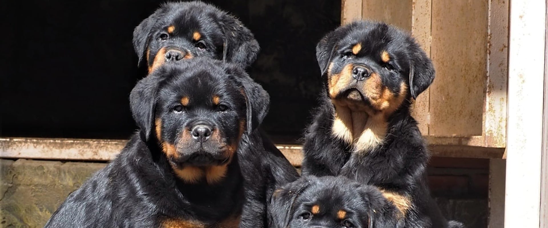 Where is rottweiler puppies home located?