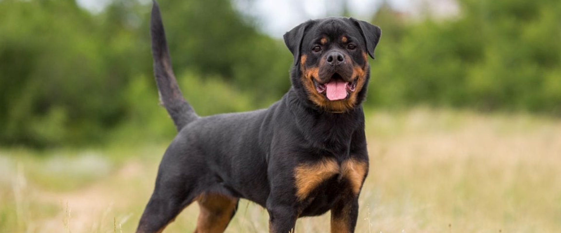 Rottweiler what's good about em?