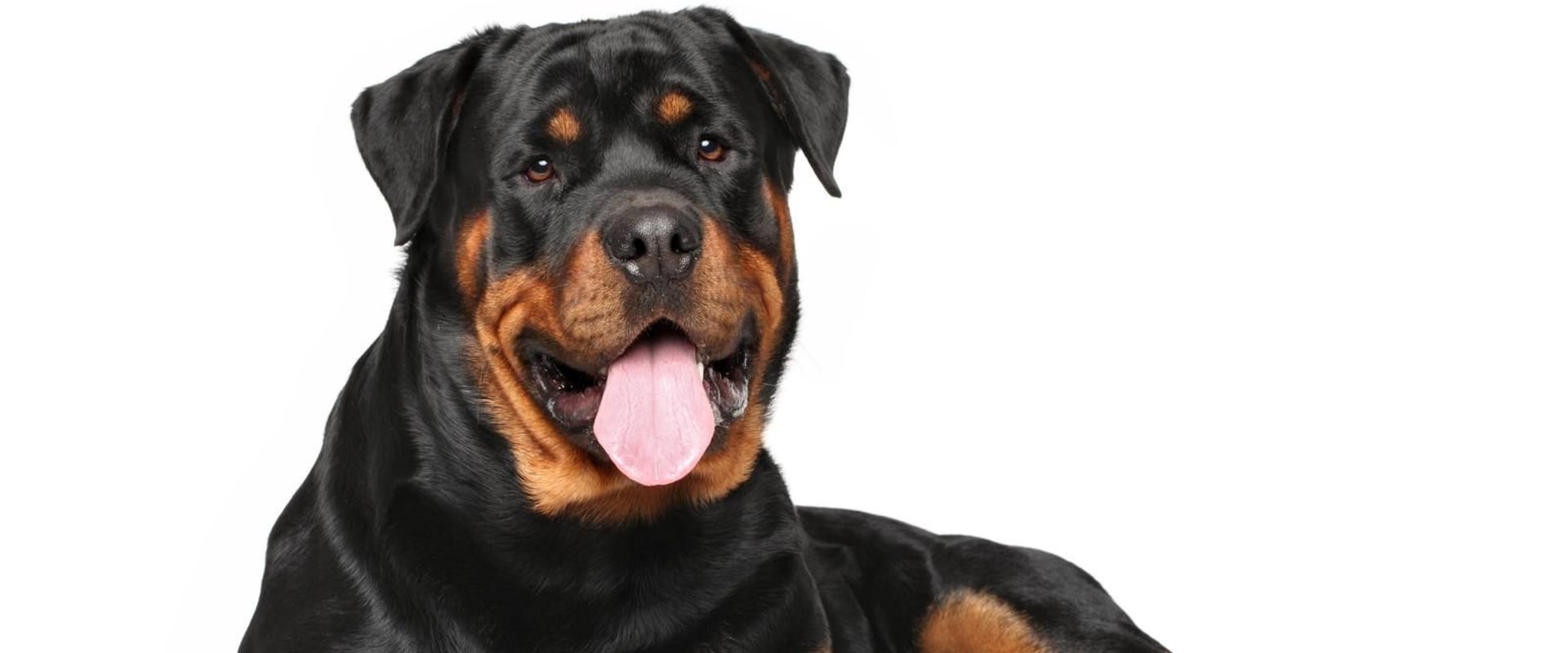 What dog is related to rottweiler?