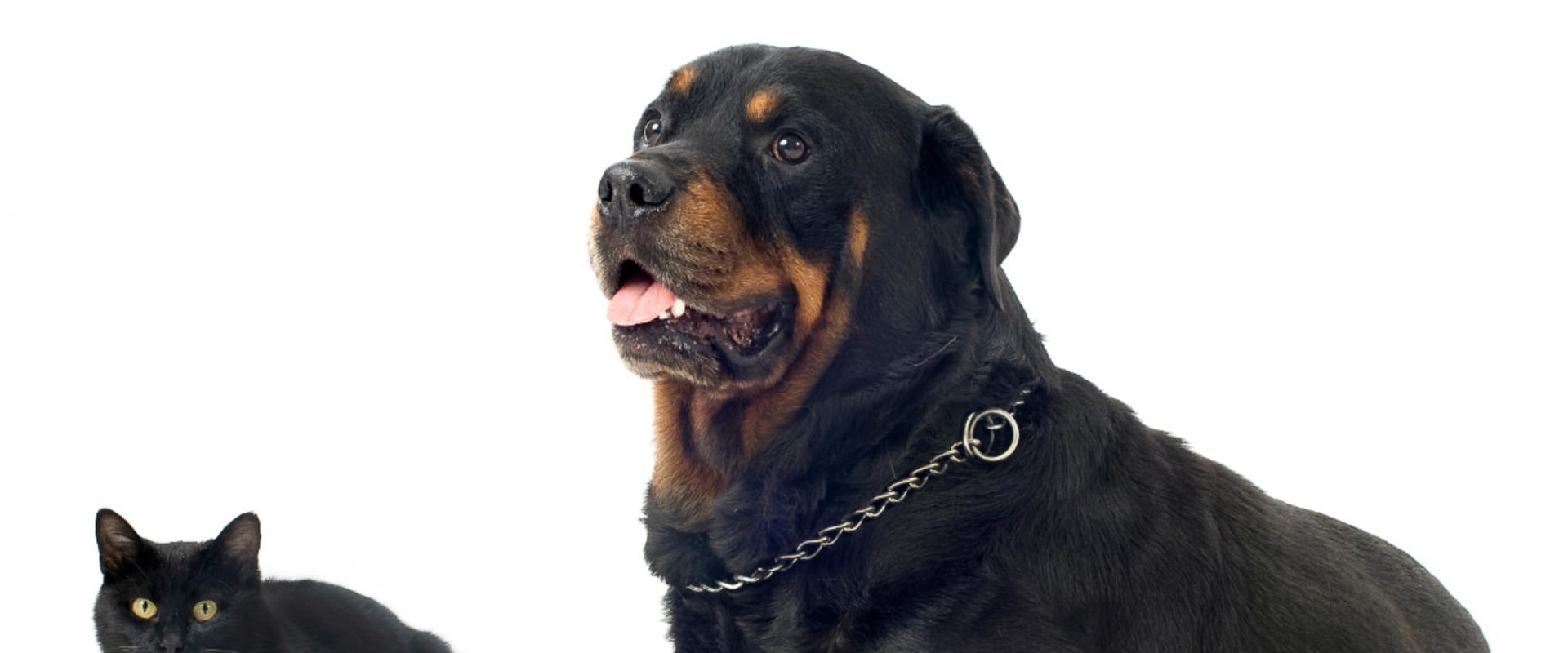Are rottweiler good with cats?