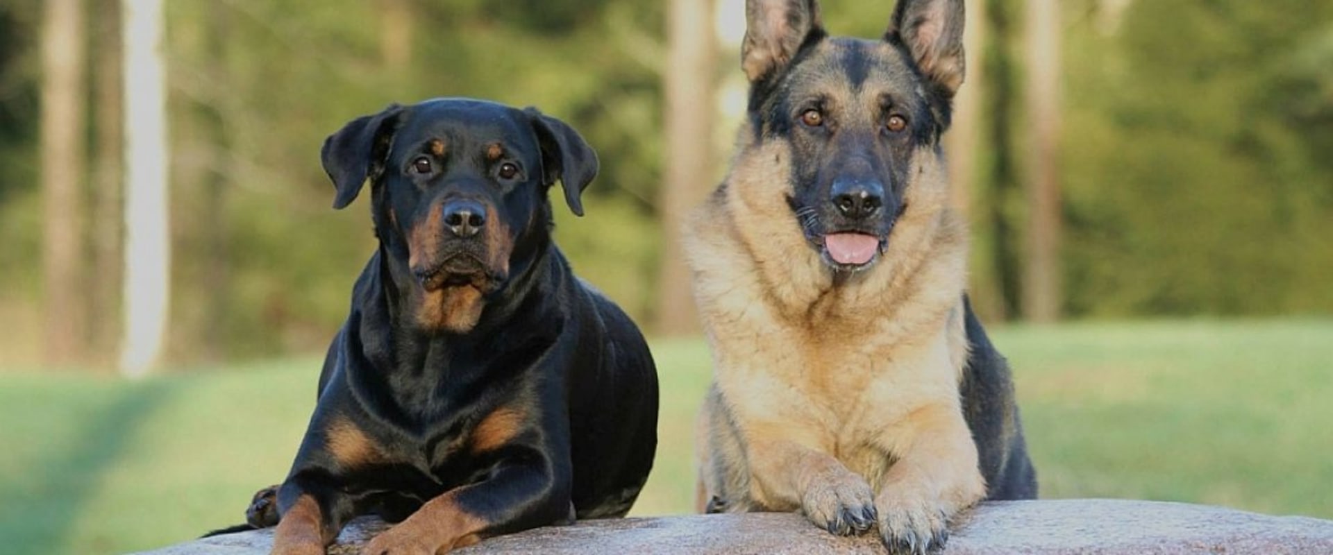What two dogs make a rottweiler?