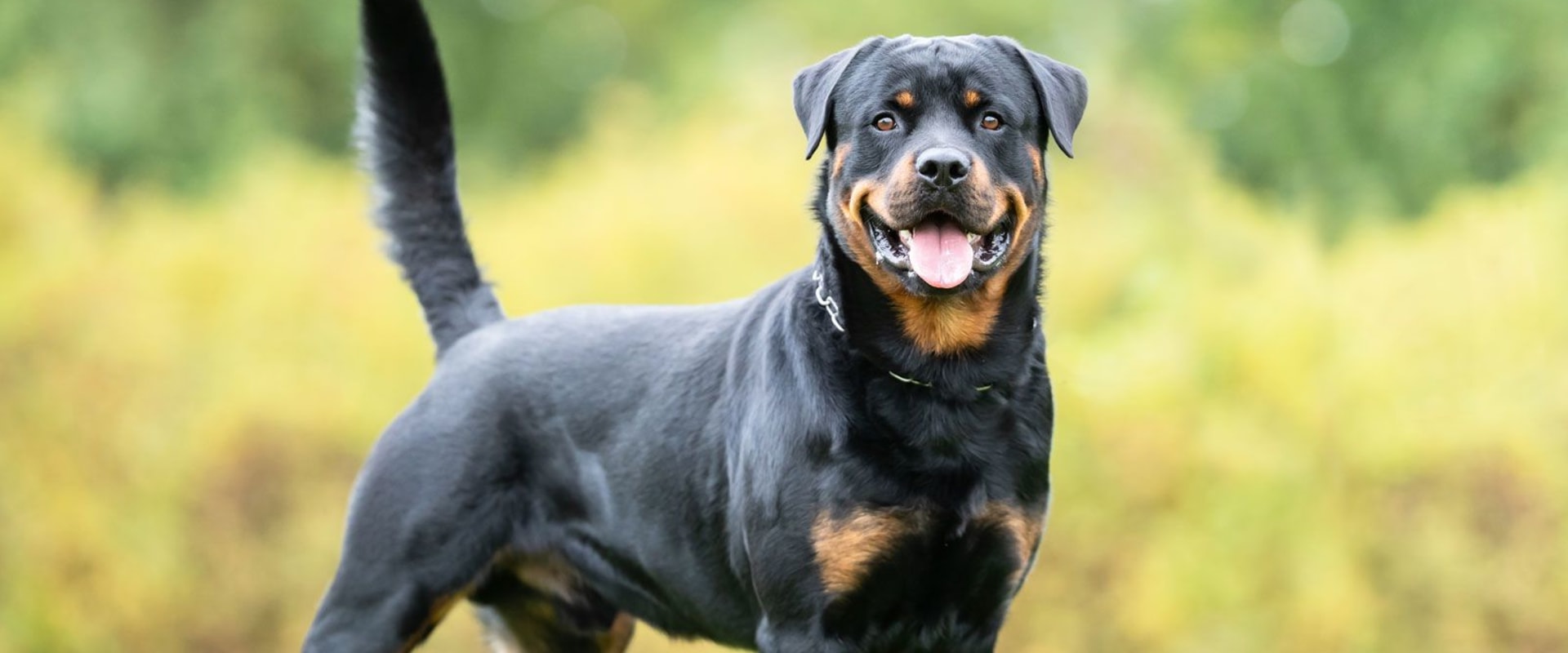 Where is rottweiler dog from?