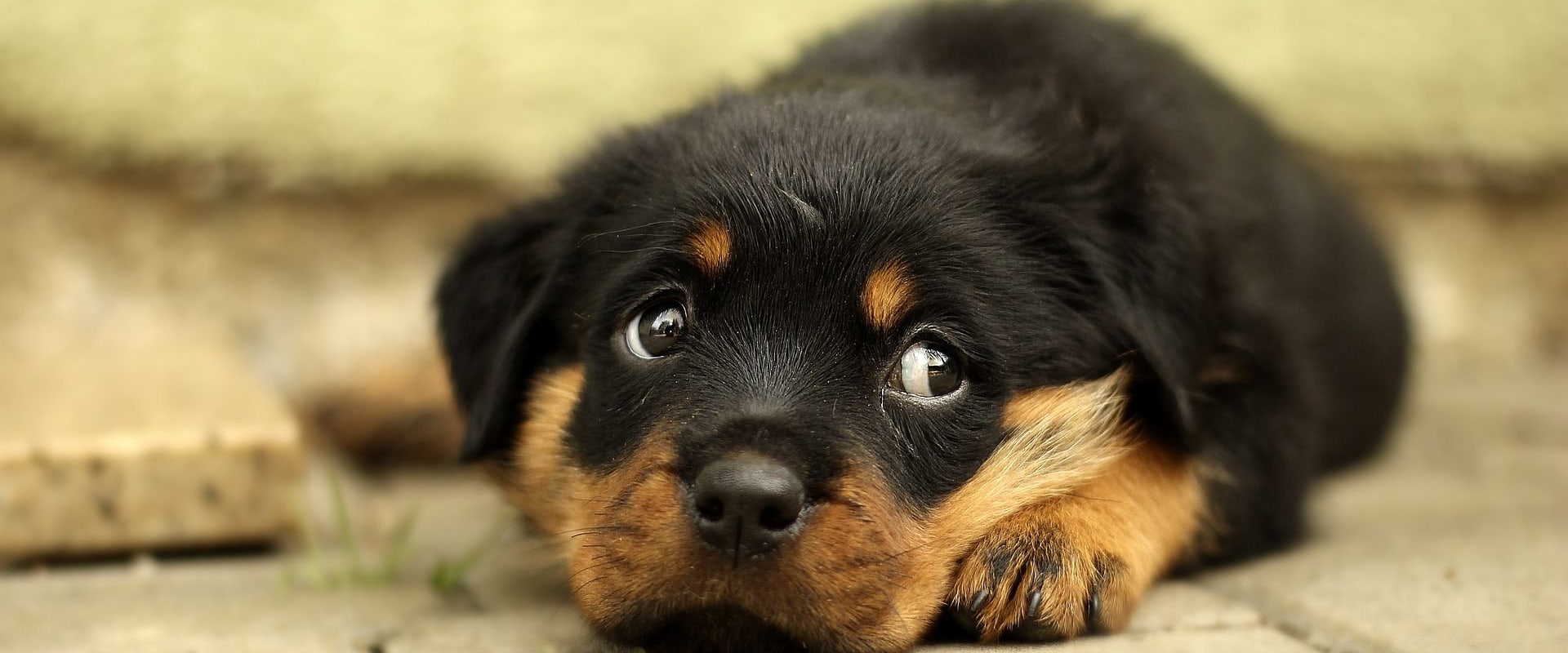 Do rottweilers bite their owners?