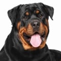 What are rottweiler known for?