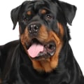 Are rottweiler easy to train?
