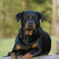 What is a rottweiler mixed with?