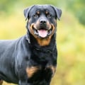 Rottweiler which country dog?