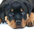 Why you should get a rottweiler?