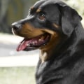 Are rottweiler good with kids?