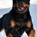 Can rottweiler live outside?