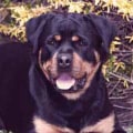 What rottweilers should not eat?