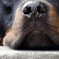 Are rottweilers aggressive?