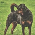 Are rottweiler good with other dogs?