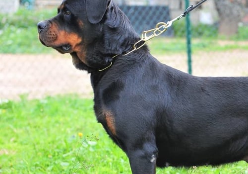 Why rottweiler tail is cut?