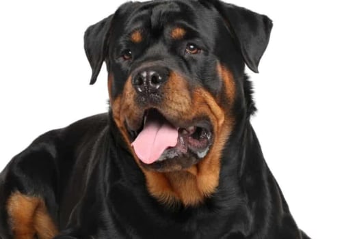 Are rottweiler easy to train?