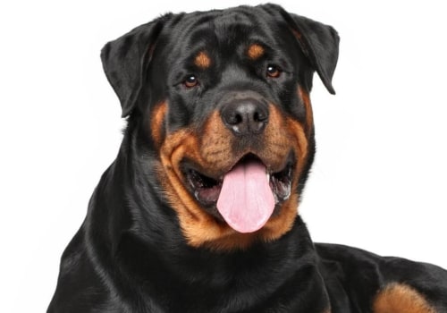 What dog is related to rottweiler?