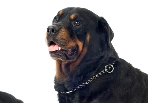 Are rottweiler good with cats?