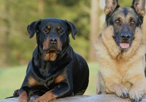 What two dogs make a rottweiler?