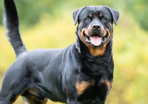 Where is rottweiler dog from?