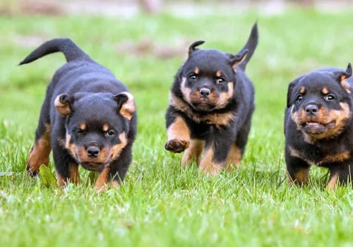 Rottweiler how much cost?