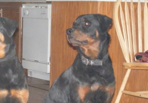 What two breeds make a rottweiler?