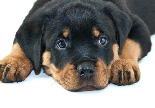 Why do people want rottweilers?